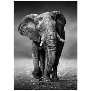 Monee TIŠTĚNÉ OBRAZY NA PLÁTNĚ, zvířata, 50/70 cm