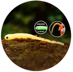 Redbass smáček big snake lemon uv color - 15,5 cm 11 g