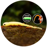 Redbass smáček big snake lemon uv color - 15,5 cm 11 g