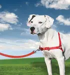 Easy Walk™ Harness | Postroj pre psa proti ťahaniu