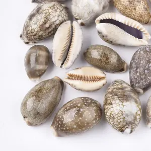 Cowrie Shell Beads