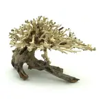 Bonsai Driftwood 20 x 15 x 16 cm č. 10