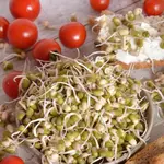 Bio Semená na klíčky - Fazuľa Mung