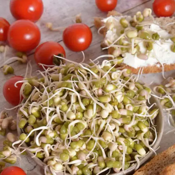 Bio Semená na klíčky - Fazuľa Mung