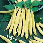 Fazuľa kríčková, žltostruková Maxidor