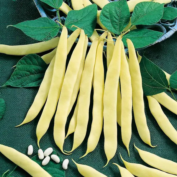 Fazuľa kríčková, žltostruková Maxidor