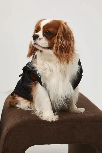 Bunda pre zvieratko Medicine