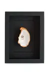 Nástěnná dekorace v rámu Maria el Mar Single Oyster 22 x 17 cm černá barva