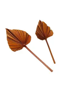 Boltze  Dekorace  Areca 2-pack