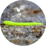 Redbass gumová nástraha micro tail signal yellow uv color - xs 35 mm