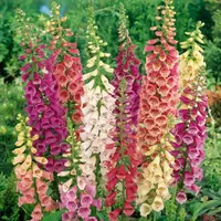 Náprstník červený zmes