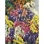 GardenSeed Premium Semienka Limonka chobotnatá zmes