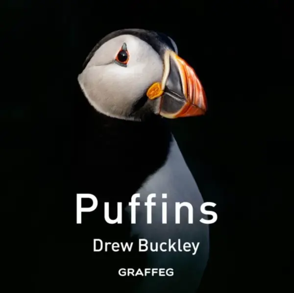 Puffins - Drew Buckley