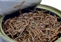 LK Baits Natur Canned Bloodworms 100g