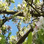 Sophianissimo – Faun a Athéné v dešti života aneb Píseň Lesa Krajině a ozvěna Krajiny Lesu