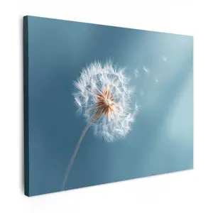 MuchoWow OBRAZ NA PLÁTNĚ Pampeliška - vítr - modrá 40x30 cm