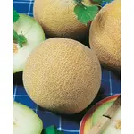 GardenSeed Premium Semienka Melón cukorvý Solartur