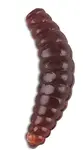 Saenger iron trout gumové nástrahy bee maggots 2,5 cm-barva br
