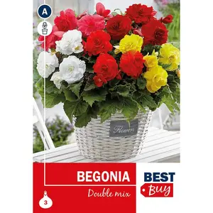 Begonia double Mix