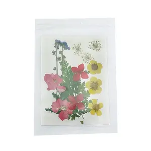 Pressed Dried Flowers