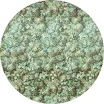 Komar FOTOTAPETA velikost: 125 cm