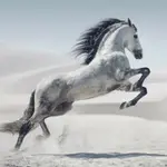 Plakát 61x91,5cm - Andaluz Horse