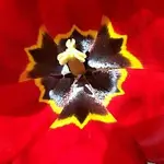 Petr Fojt – Music Only