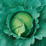 Kapusta neskorá Avak F1