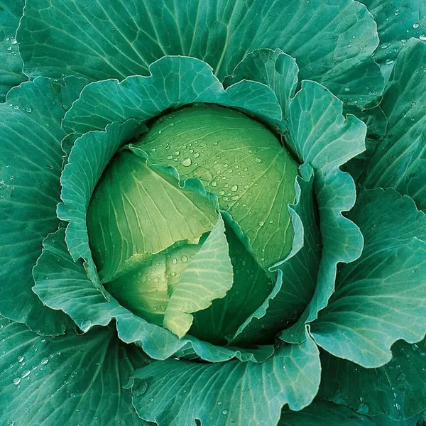 Kapusta neskorá Avak F1