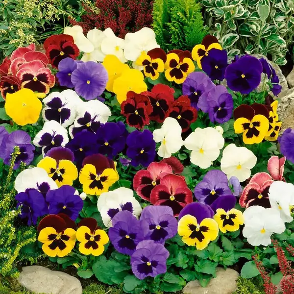 Fialka sirôtka zmes