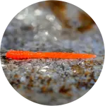 Redbass gumová nástraha micro tail signal orange uv color - xs 35 mm