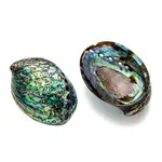 Natural Abalone Shell/Paua ShellDecoration