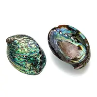 Natural Abalone Shell/Paua ShellDecoration