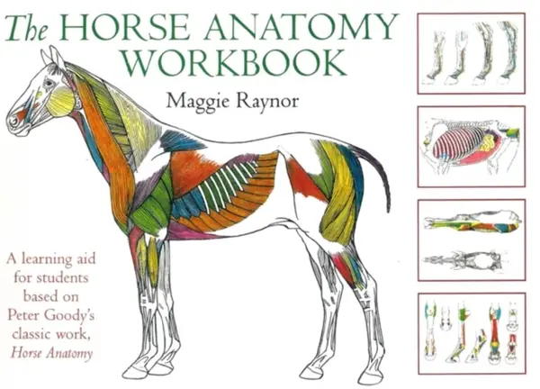 Horse Anatomy Workbook - Maggie Raynor