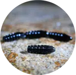 Redbass gumová nástraha trout grub black - 3x25 mm