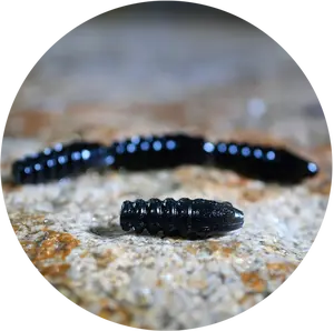 Redbass gumová nástraha trout grub black - 3x25 mm