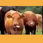 2+1 Jam band – Stádo plemenných býků