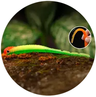 Redbass smáčik big snake fluo/green rh uv color - 20 cm 24,5 g