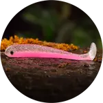 Redbass gumová nástraha ripper swimmer slim pink g uv - s 70 mm glow