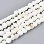Natural Freshwater Shell Beads Strands