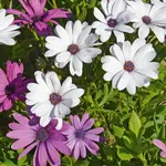 Kapská margaréta zmes