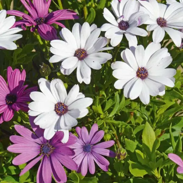 Kapská margaréta zmes