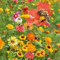 Pre včely kvetinová zmes