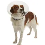 Límec ochranný Buster plastový Clic Collar 10cm