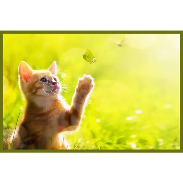 Esposa DVEŘNÍ ROHOŽKA, 60/80 cm