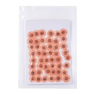 Centaurea Iberica Embossing Dried Flower