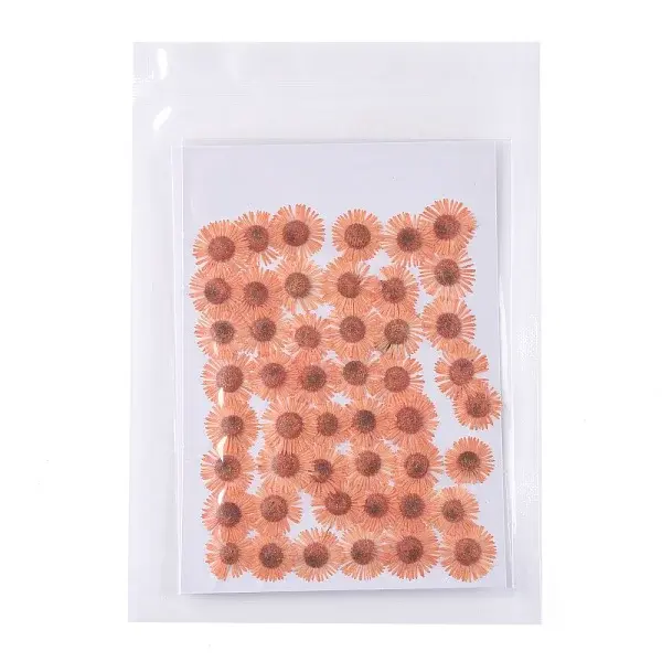 Centaurea Iberica Embossing Dried Flower