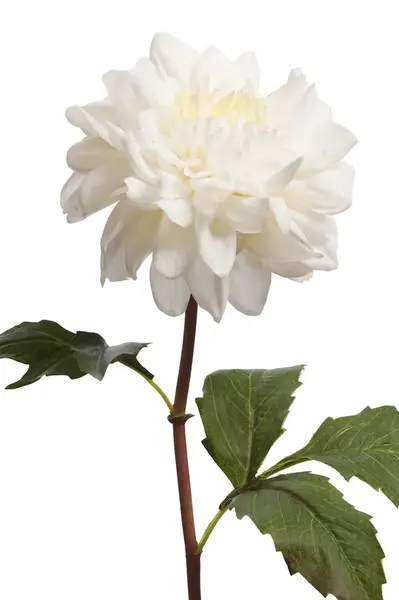 Umělá květina home & lifestyle 52 cm