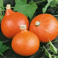 Tekvica Hokkaido orange