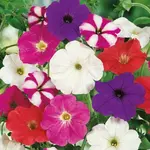 Petúnia zahradná